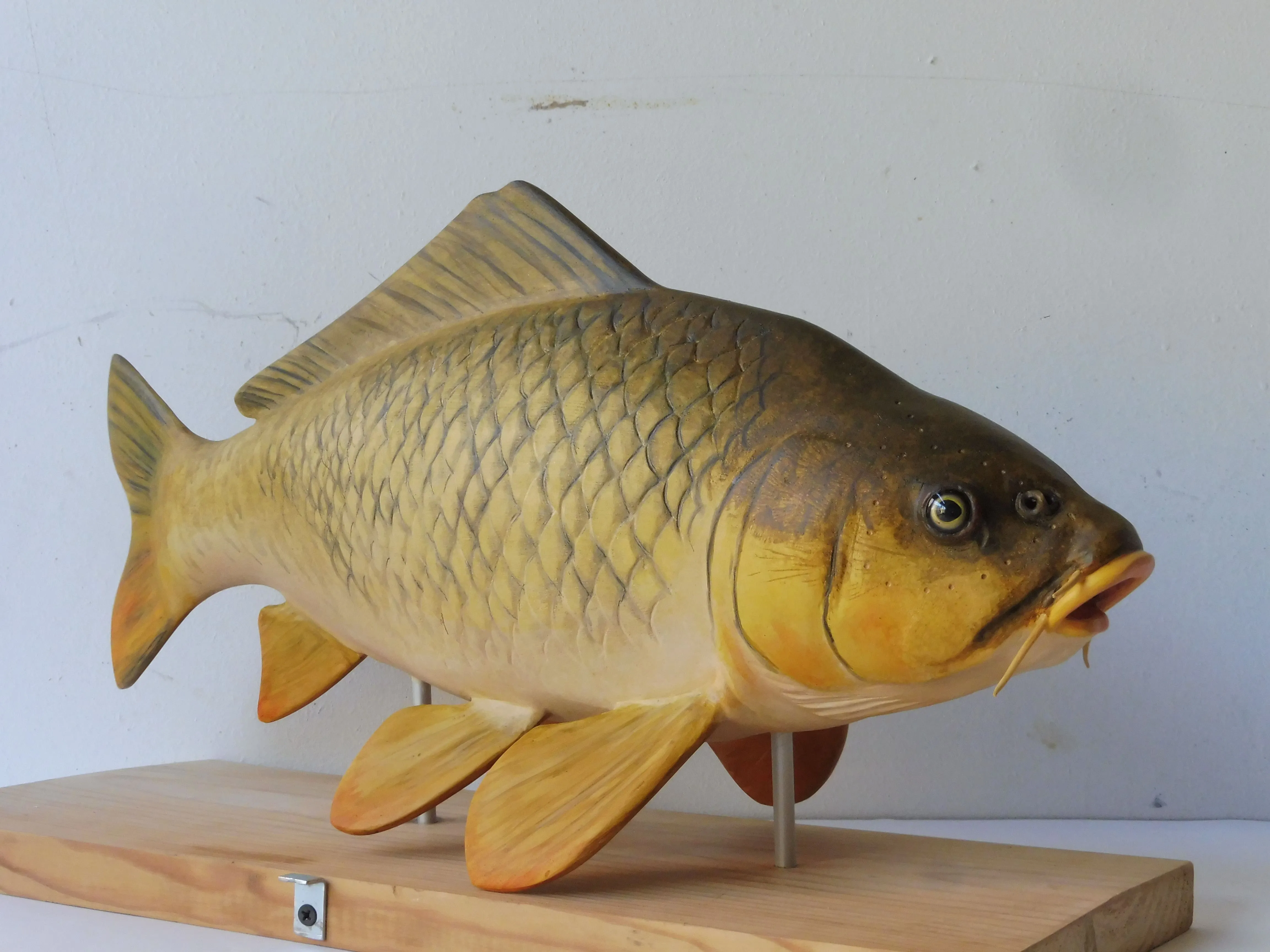 Poissons — P1030282
