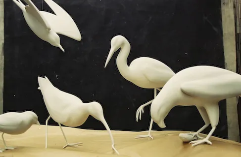 Oiseaux — z 000018 fi11122342