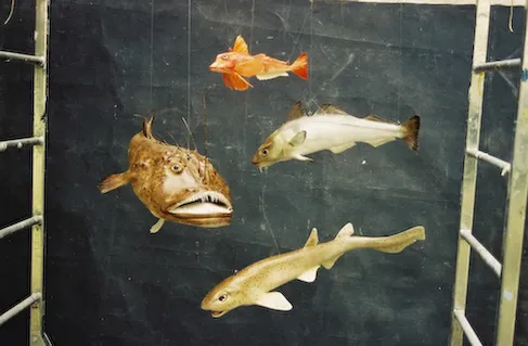 Poissons — z 000042 fi11122347