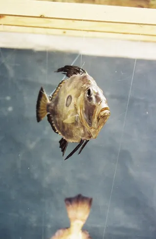 Poissons — z 000059 fi11122355