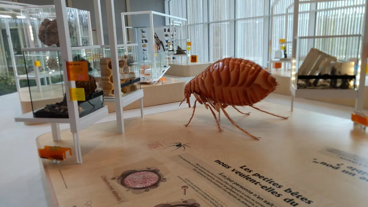 Insectes — z DM5vvmTWk