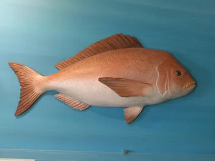 Poissons — z DSCF4975 fi11122404