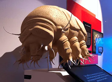 Insectes — z predre (1) fi11122415